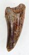Eryops Tooth From Oklahoma - Giant Permian Amphibian #33557-1